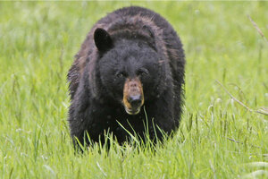 bears in new jersey