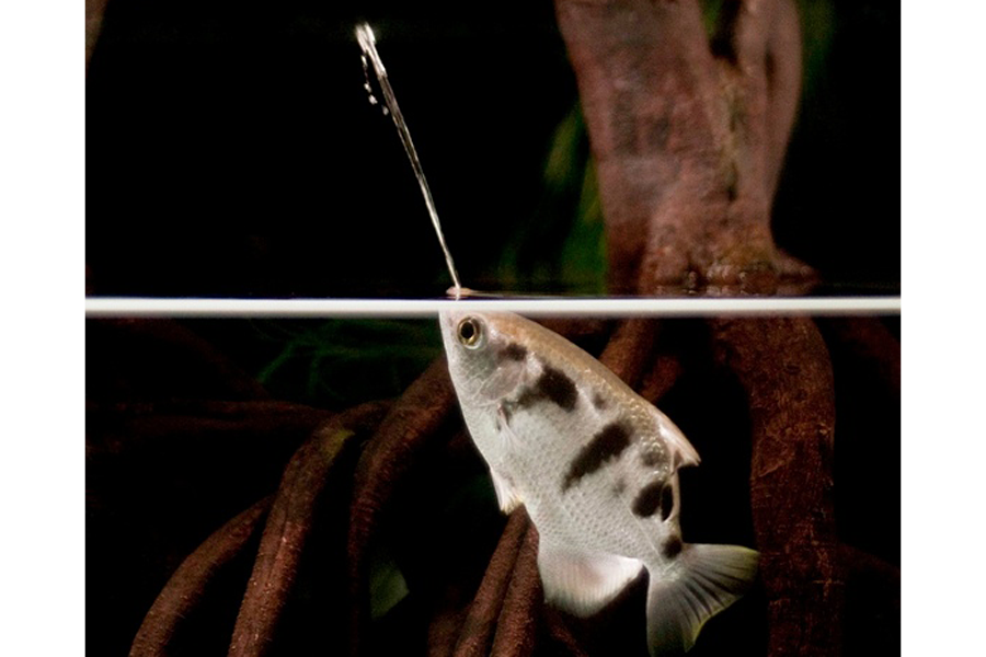 Ptooey! Sharpshooter fish hunts by spitting, say researchers. 