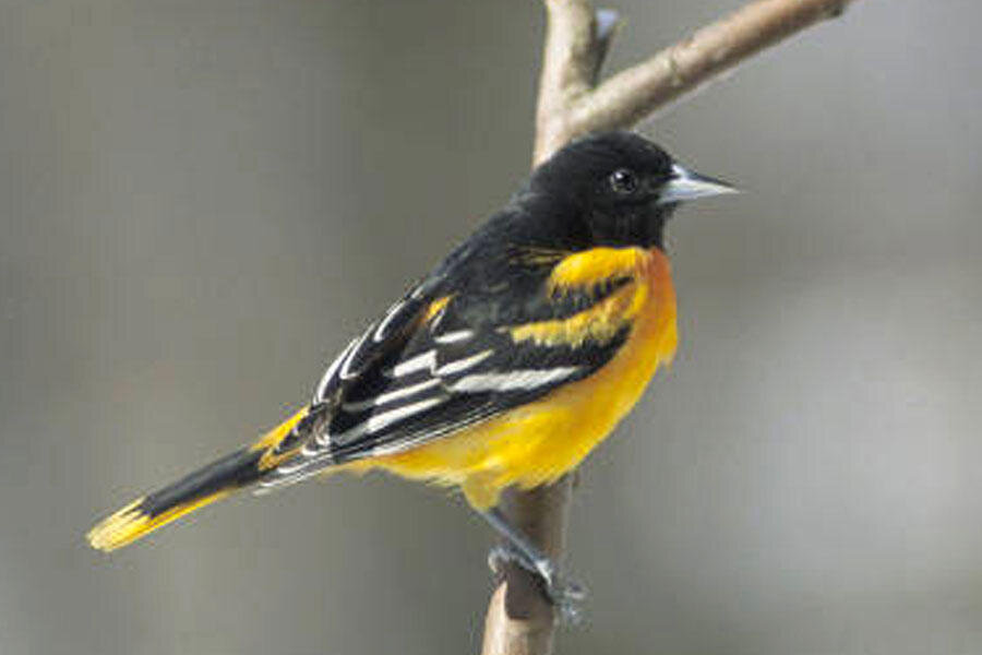 Annoyed Oriole 