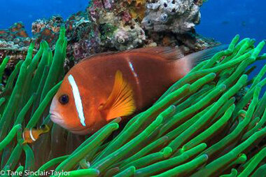 What Really Should Have Happened in “Finding Nemo, According to Science