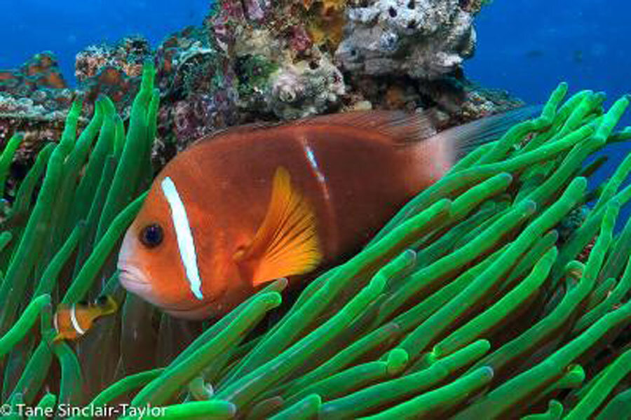 New study reveals that 'Finding Nemo' could really happen, sort of