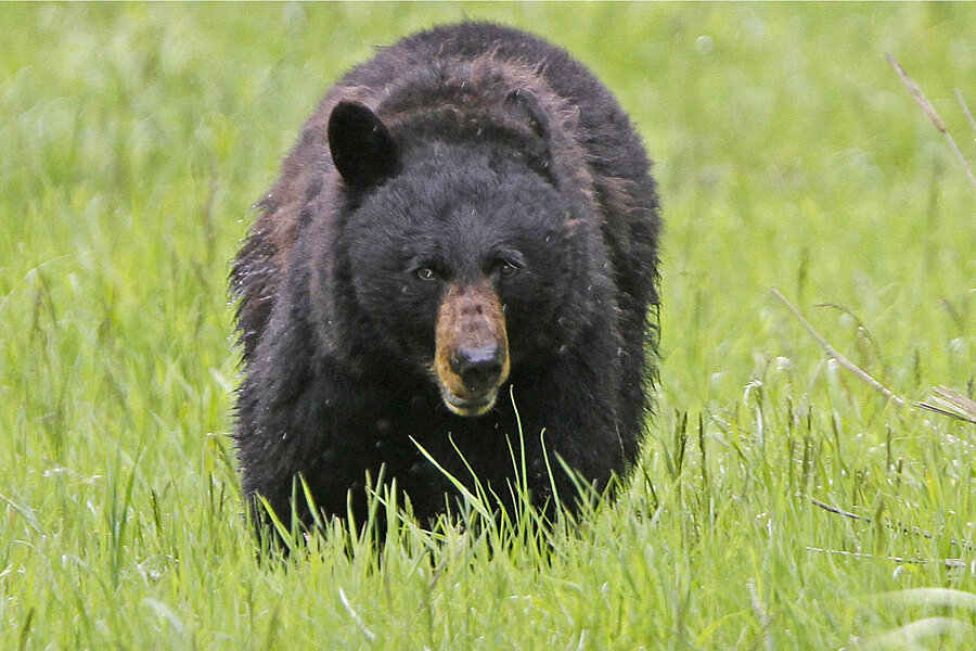 Fatal bear attack in New Jersey 'a rare occurrence,' says official