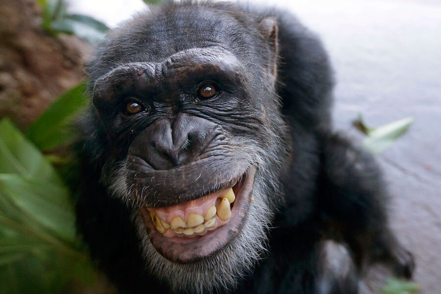 smiling chimpanzee