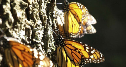 How do monarch butterflies migrate so far? Hint, it's in their genes.