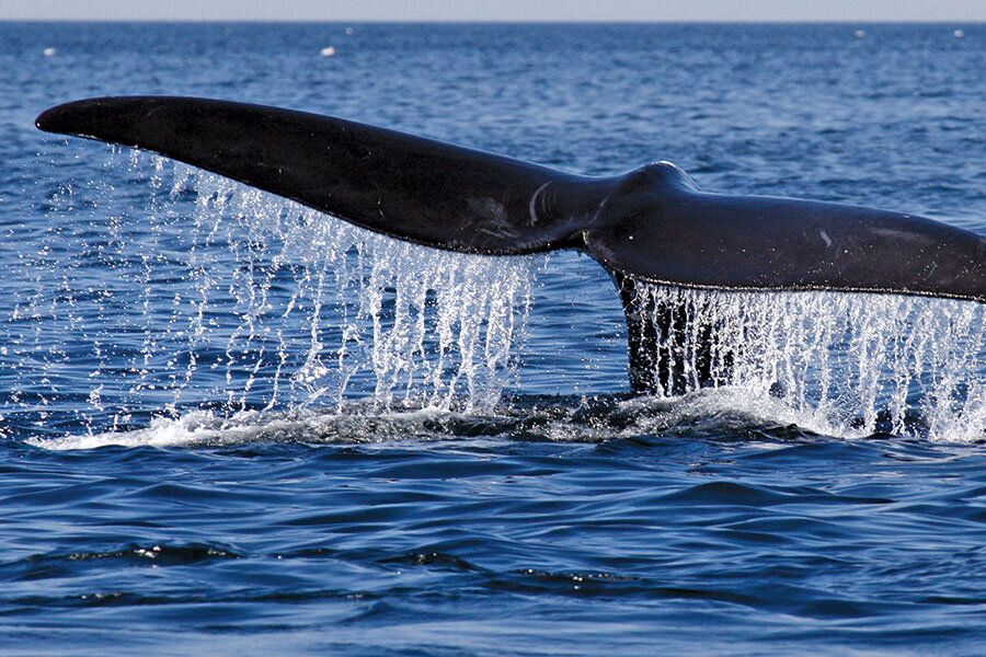 California Moves to Ban Mile-Long Fishing Nets Blamed For Killing Whales,  Sharks, Dolphins, and Other Sea Life – NBC Bay Area