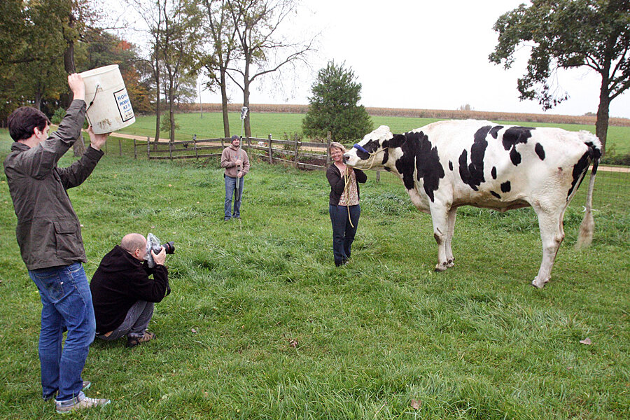World's tallest cow: Blosom, a 6-foot-4-inch bovine 