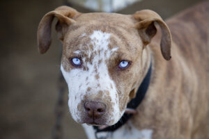 blue eyed pit bulls