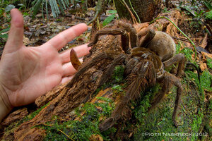 Dog hot sale eats spider