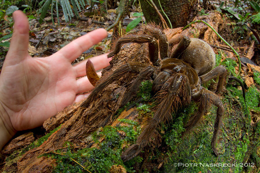 Scientist catches spider the size of a puppy - CSMonitor.com