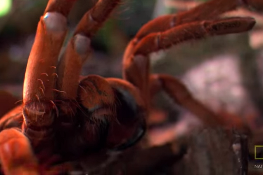 Puppysized spider How big can a bug get?