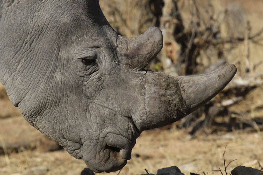 Only six northern white rhinos left. Is there any chance of a comeback