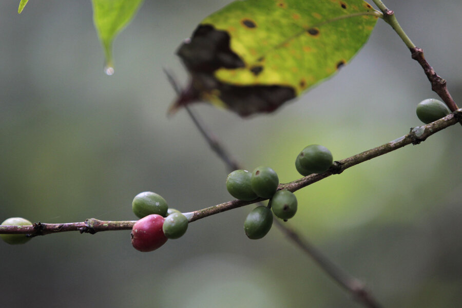 https://images.csmonitor.com/csm/2014/10/1029coffee.jpg?alias=standard_900x600