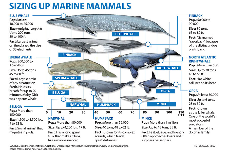 California Moves to Ban Mile-Long Fishing Nets Blamed For Killing Whales,  Sharks, Dolphins, and Other Sea Life – NBC Bay Area