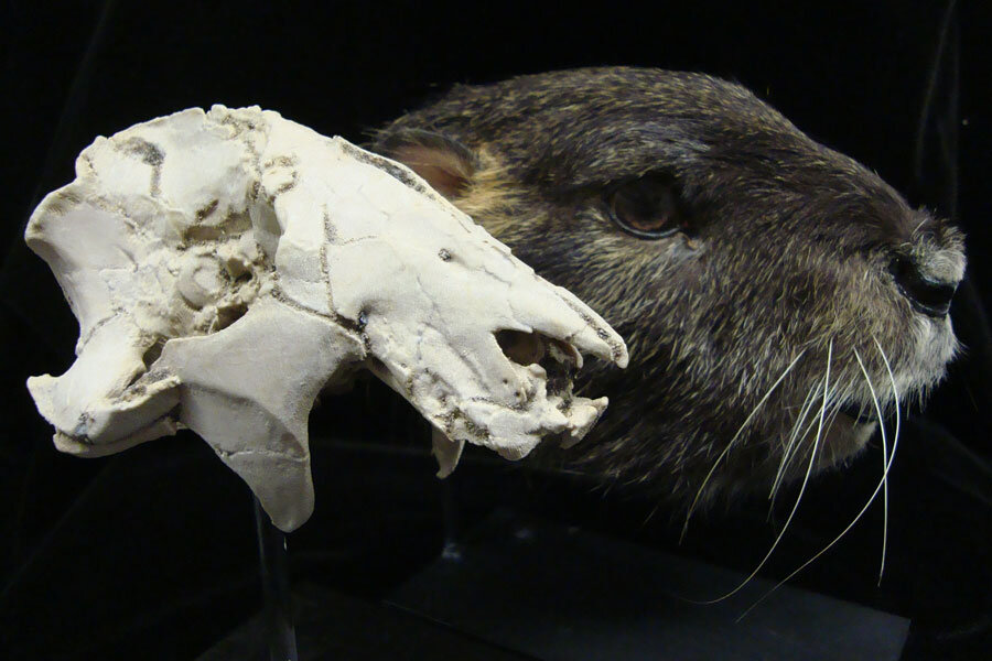 Odd' rodent-like skull could help crack mystery of when mammals emerged - Odd' rodent-like skull could help crack mystery of when mammals emerged -
