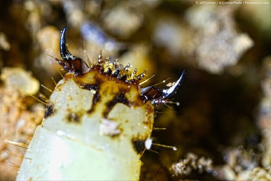 Tiny Peruvian glow worm bursts from ground, lights up to catch prey 