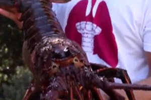 Dinner or pet? What not to name the lobster if you intend to eat