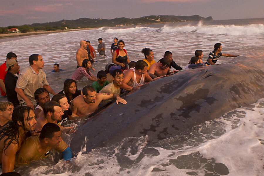 Valiant effort to save blue whale stranded on Nicaragua beach