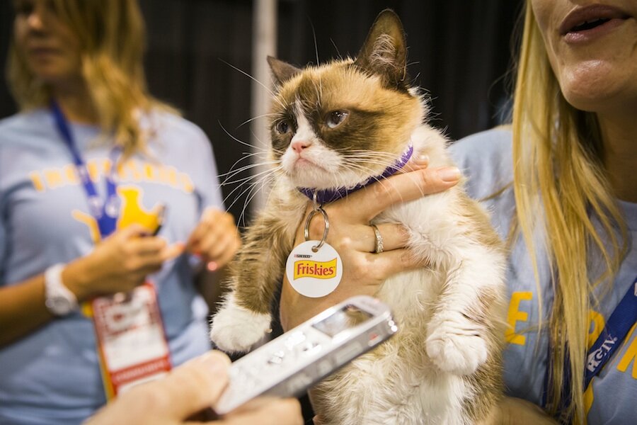 Grumpy Cat made nearly $100 million? Not quite, owner says. - CSMonitor.com