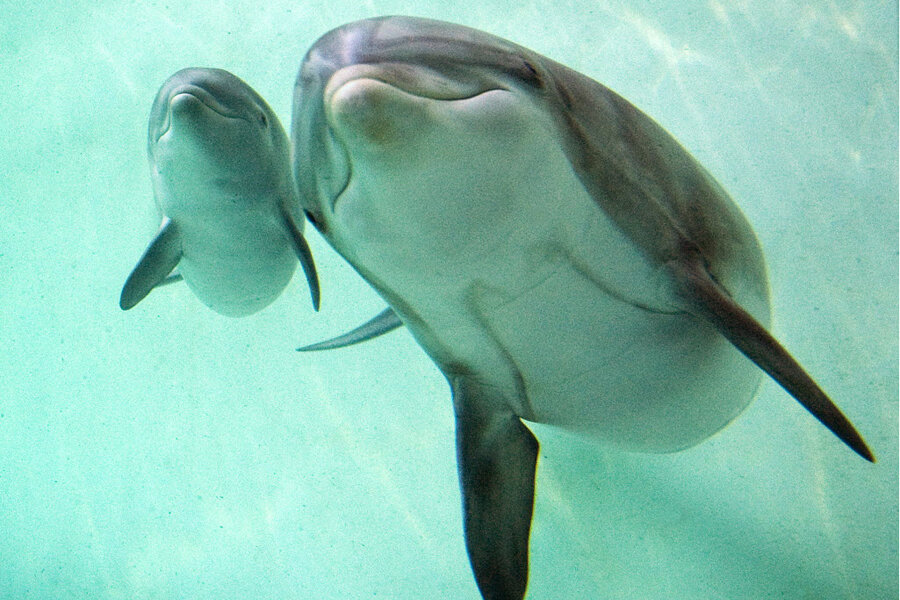 Why dolphins are deep thinkers, Animal behaviour