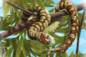 How Did Snakes Evolve? Fossil Discovery Holds Clues. - CSMonitor.com