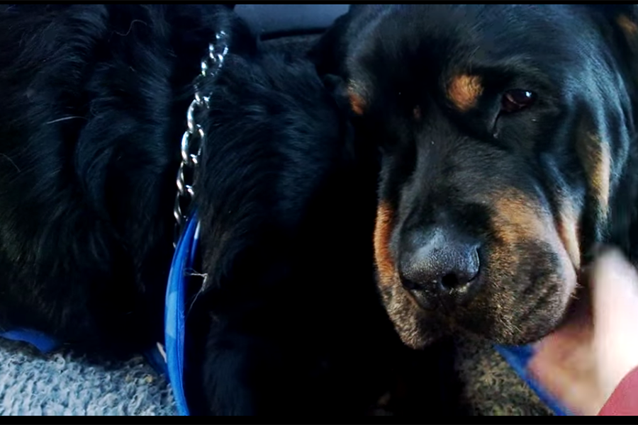 Can dogs feel emotion? Brutus the Rottweiler mourns death of his brother -  