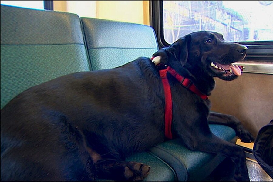 Seattle dog rides bus to park, weekly, and other smart dog tales