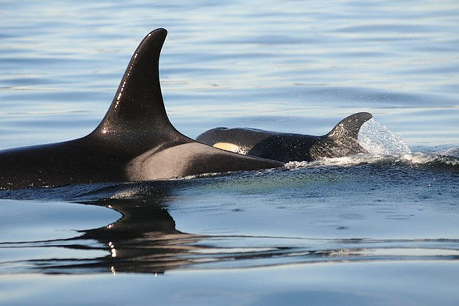 Hope, in the form of a baby killer whale