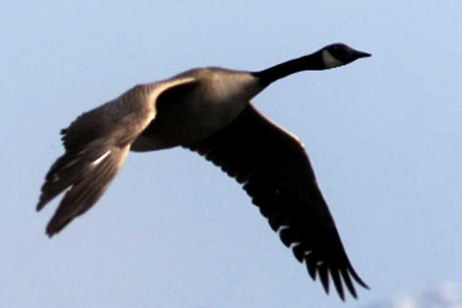 Canadian goose or Cravat goose, 19 century science