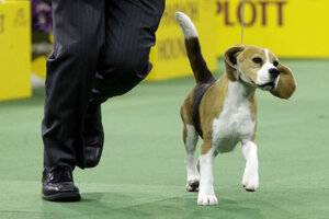 westminster dog show beagle
