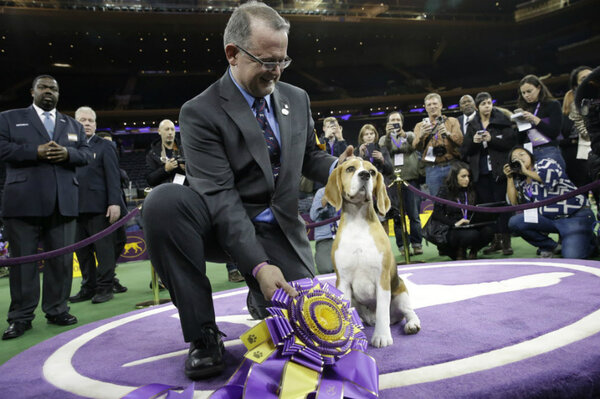 westminster dog show favorites
