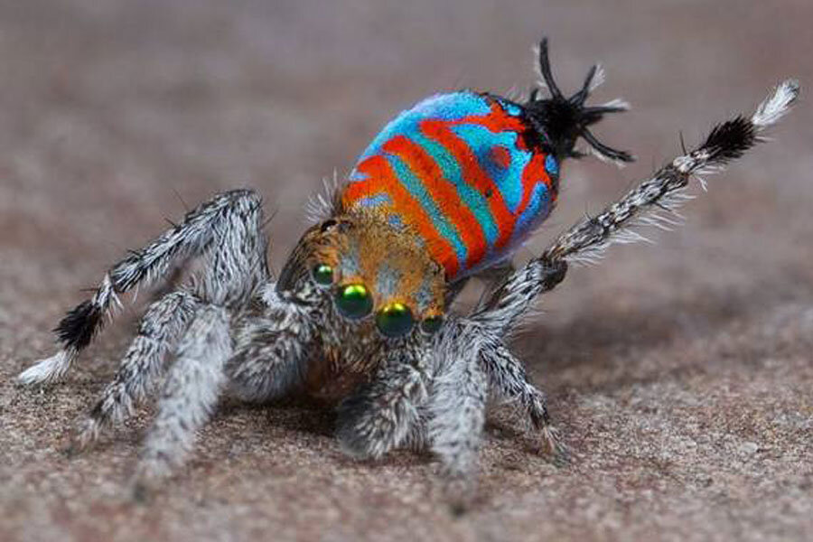 0303-sparklemuffin-spider