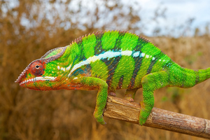 How Do Chameleons Change Color? - CSMonitor.com