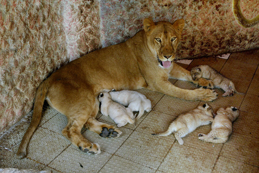 Lioness Gives Birth To Quintuplets In Pakistani Home CSMonitor lioness-gives-birth-to-quintuplets-in-pakistani-home-csmonitor