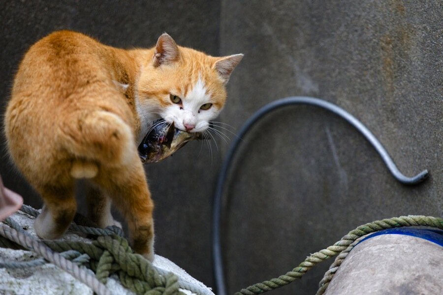 Japan's Cat Island: A bad precedent or new form of tourism? 