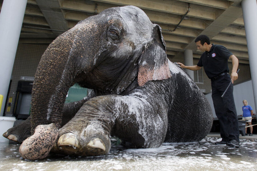 animal abuse elephants