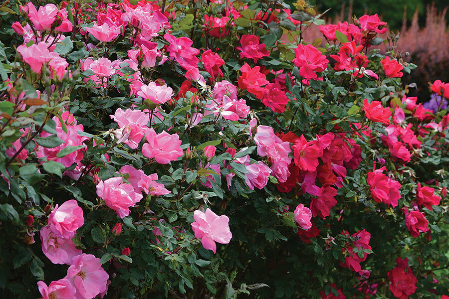 Yes, you can grow roses - CSMonitor.com