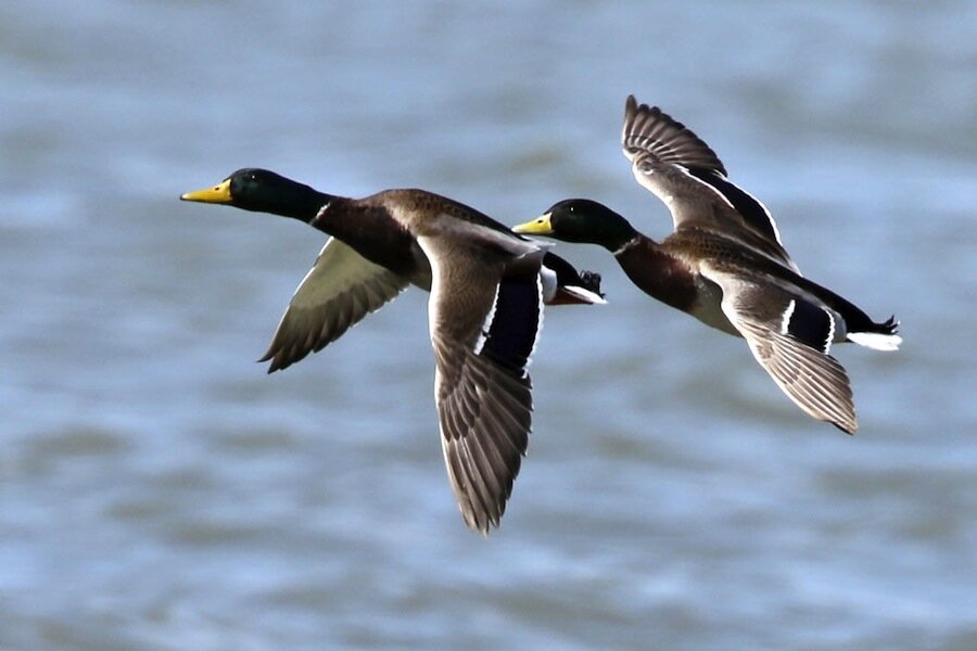 in-kansas-it-is-illegal-to-hunt-ducks-using-csmonitor