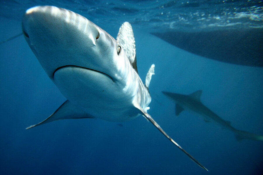 With fins off the menu, shark slaughter is ebbing 
