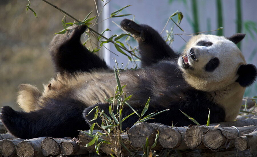 Pandas are actually pretty gregarious, study finds - CSMonitor.com