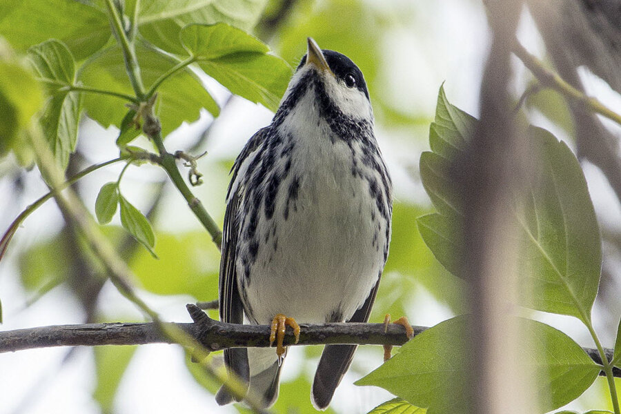 How Do Birds Learn To Fly? The Answer May Surprise You