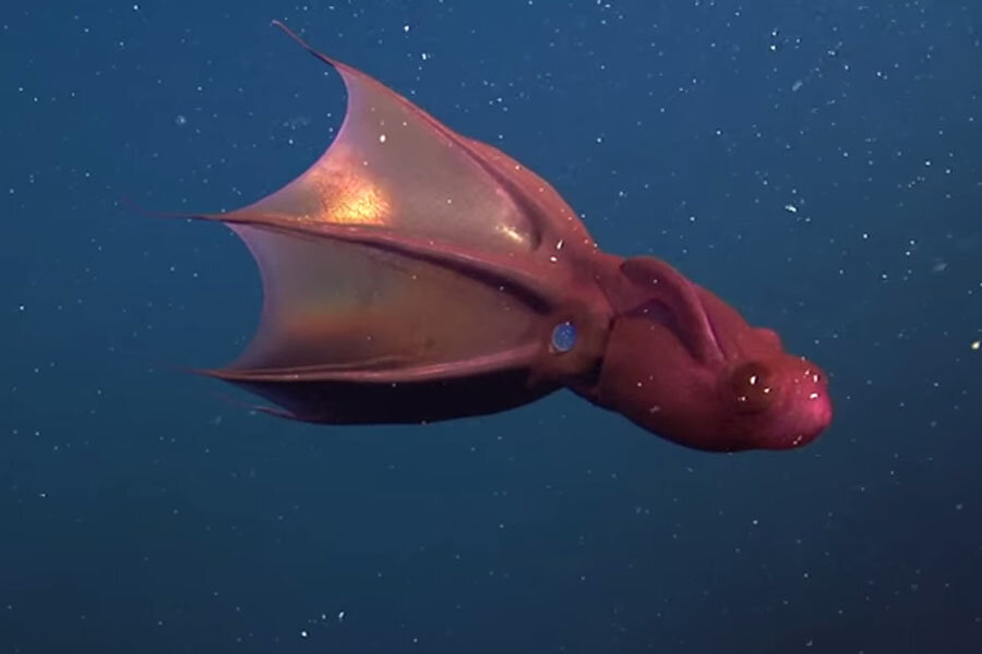 vampire squid from hell planet earth