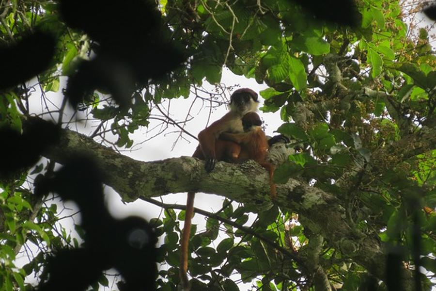 Photo: Csmonitor A Decade-Long Mystery in Lomami National Park