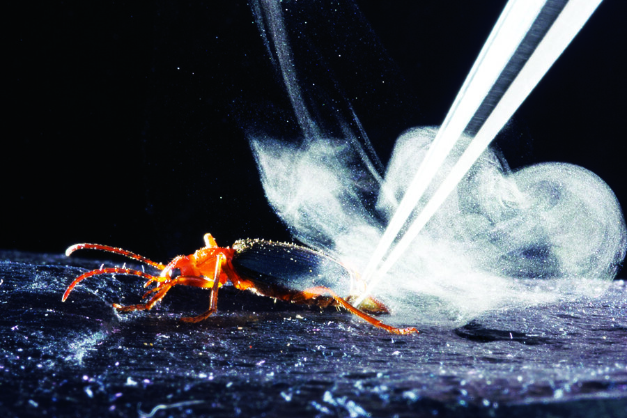 Can noxious beetle bursts make better engines? - CSMonitor.com
