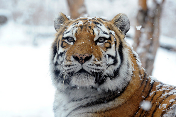 Elusive Siberian tigers captured in spectacular photos - CSMonitor.com