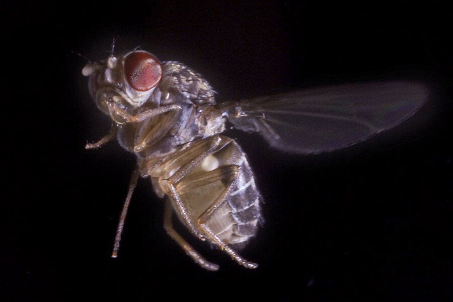 Caltech Scientists Discover Why Flies Are So Hard to Swat 