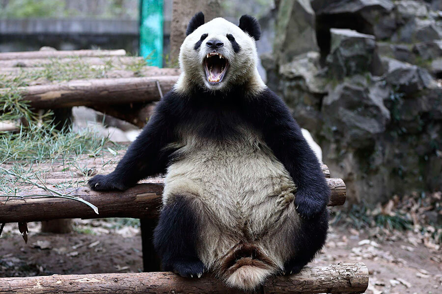 giant pandas eating bamboo