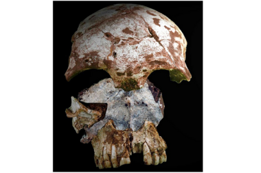Egypt was humanity's gateway out of Africa, say scientists