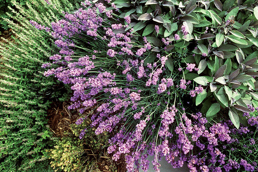 The memorable scent of lavender