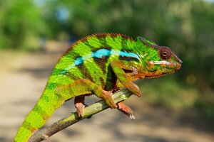 New Chameleon Species Showcase Fragile Biodiversity In Madagascar ...