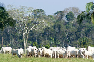 How Brazilian Beef Industry Became Latest Ally In Fight Against ...